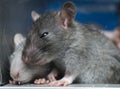 Gray mouse in a glass Royalty Free Stock Photo