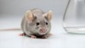 Gray mouse with large ears and long whiskers sitting on white surface looking forward Royalty Free Stock Photo