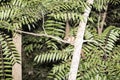 Gray Mouse Lemur, Microcebus murinus is active at night, Madagascar Royalty Free Stock Photo