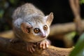 Gray mouse lemur (Microcebus murinus) Royalty Free Stock Photo