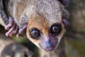 Gray mouse lemur (Microcebus murinus) close up view.Madagascar nature Royalty Free Stock Photo