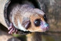 Gray mouse lemur (Microcebus murinus) close up view.Madagascar nature Royalty Free Stock Photo