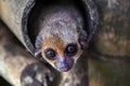 Gray mouse lemur (Microcebus murinus) close up view.Madagascar nature Royalty Free Stock Photo
