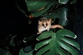 Gray Mouse Lemur, microcebus murinus Royalty Free Stock Photo