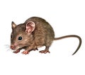 Gray mouse Muridae