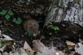 Gray mouse with a nut in the forest