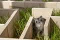 The hamster got lost in the center of the maze. Royalty Free Stock Photo