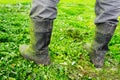 Gray muddy boots in the fresh cut grass from the lawn mower on the feet of the worker Royalty Free Stock Photo