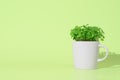 Gray mug with arugula microgreens on pastel green background. Springtime home gardening concept