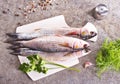 Gray Mullet Fish (Kefal) on board on a table Royalty Free Stock Photo