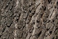 Gray natural plant texture from dry bark on an oak tree Royalty Free Stock Photo