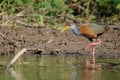 Gray-necked Wood Rail