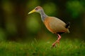 Gray-necked Wood-Rail, Aramides cajanea, walking on the green grass in nature. Heron in the dark tropic forest. Bird in the nature