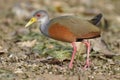 Gray-Necked Wood Rail - Panama