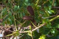 Gray Nicker bean bush Royalty Free Stock Photo