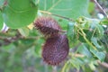 Gray Nicker Caesalpinia bonduc, Caesalpinia bonducella, branch with fruit, nickernuts or nickar nuts. Caesalpinia bonduc. Fort D