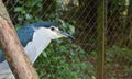 Gray Night Heron Royalty Free Stock Photo