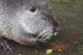 Gray nutria eats vegetables. Breeding nutrias on the farm_