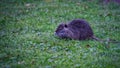 Gray nutria on the grass