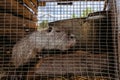 Gray nutria Myocastor coypus in the cage at the farm