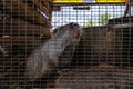 Gray nutria Myocastor coypus in the cage at the farm