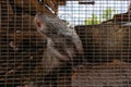 Gray nutria Myocastor coypus in the cage at the farm