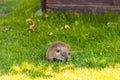 Gray nutria runs across the lawn and collects food that zoo visitors have sketched