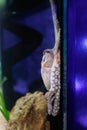 Gray octopus with long tentacles attached to the wall of the aquarium Royalty Free Stock Photo