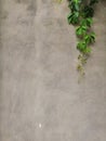 Gray old concrete wall and plant leaves green abstract background Royalty Free Stock Photo