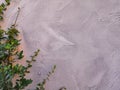 Gray old concrete wall and plant leaves green abstract background Royalty Free Stock Photo