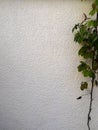 Gray old concrete wall and plant leaves green abstract background Royalty Free Stock Photo