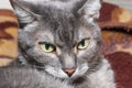 The gray old striped cat is angry Royalty Free Stock Photo