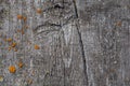 Gray old wooden board with orange mold as background Royalty Free Stock Photo