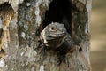 A Iguana in a tree hole, central america