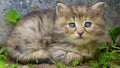 Gray and orange cute kitten body with blue eyes. Close up tabby cat portrait. Street cat and lifestyle concept. Cat sitting and