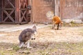 Gray and orange kangaroos Macropodidae