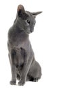 Gray oriental cat