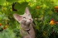 Gray Oriental Cat In Flower Garden