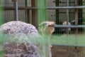 An gray ostrich is in a cage