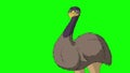 Gray ostrich screaming indignantly chroma key