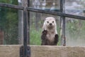 Gray otter standing up with paws on acrylic window