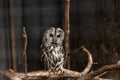 Gray owl in a cage Royalty Free Stock Photo