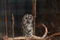 Gray owl in a cage Royalty Free Stock Photo