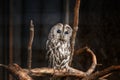 Gray owl in a cage Royalty Free Stock Photo