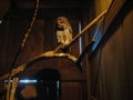 A gray owl sits on a wooden stick in a darkened room. Park of birds. Bali