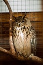 A gray owl is sitting in a cage in the zoo