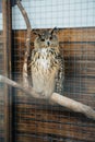 A gray owl is sitting in a cage in the zoo