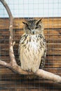 A gray owl is sitting in a cage in the zoo