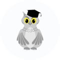 A gray owl student in a black graduate hat. A wise, educated owl Royalty Free Stock Photo