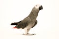 Gray Parrot Royalty Free Stock Photo